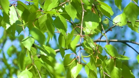 Birch branch sways in the wind. Stock Footage 108573300
