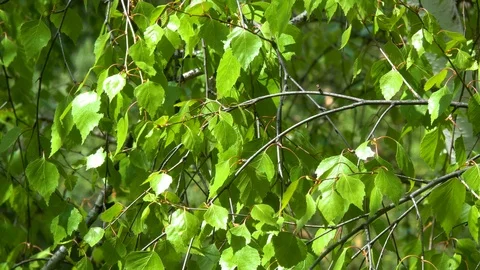 Birch branch sways in the wind. Stock Footage 108589021