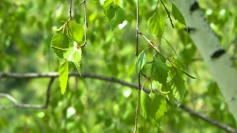 Birch branch sways in the wind. Stock Footage 108589066