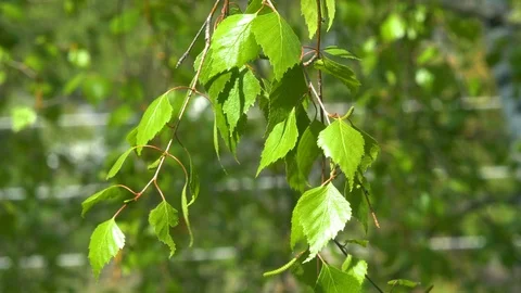 Birch branch sways in the wind. Stock Footage 108589076