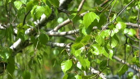 Birch branch sways in the wind. Stock Footage 108589093