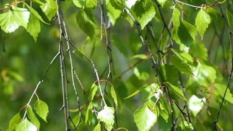 Birch branch sways in the wind. Stock Footage 108589117