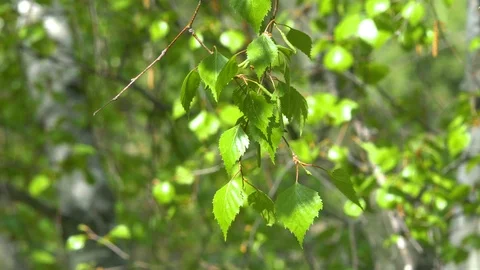 Birch branch sways in the wind. Stock Footage 108589131