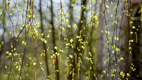 Birch branch sways in the wind. Stock Footage 278991179