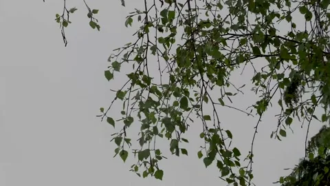 Birch branch weaving in the wind Video stock 154232034