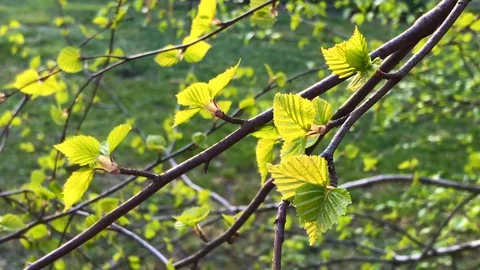 Birch Branch With Young Small Leaves. Spring Green Foliage Stock Footage 129727896