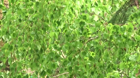 Birch branches after the rain Stock Footage 277063149
