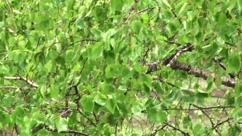 Birch branches after the rain Stock Footage 277063409