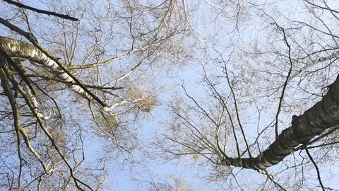 Birch branches against blue sky Stock Footage 128545443