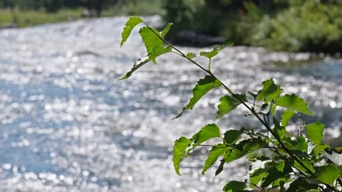 Birch branches against the a mountain river Video stock 144013233