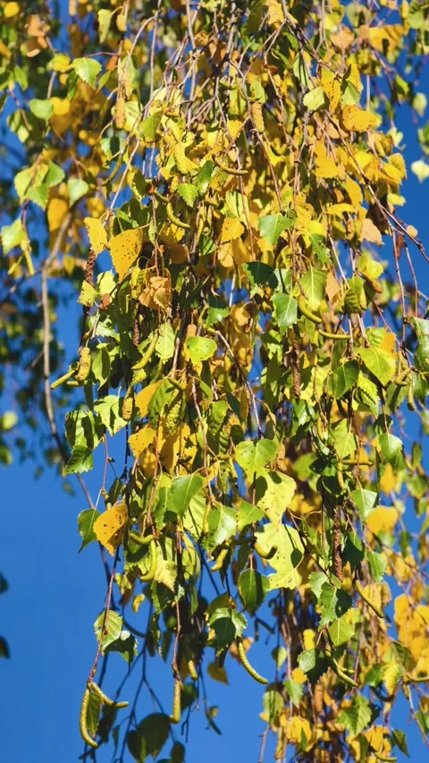 Birch branches and leaves swaying gently against a clear blue sky Stock Footage 346612136