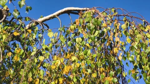 Birch branches and leaves swaying gently against a clear blue sky Stock Footage 346612148