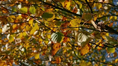 Birch branches in autumn 動画素材 80354355