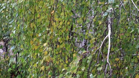 Birch branches in the autumn wind. Video stock 96036509