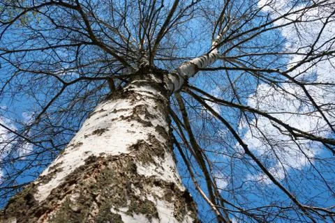 Birch branches on a background of blue sky in spring. Stock Photos