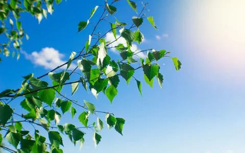 Birch branches on a background of blue sky. Stock Photos