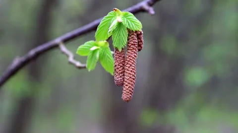Birch branches with bud and light green leaves Stock Footage 59346638