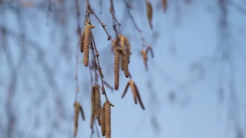 Birch branches with buds on blue sky background in park. close up. slow motion. Stock Footage 232647308
