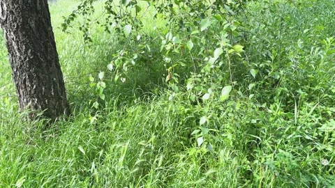 Birch branches with catkins hanging down above tall grass Stock Footage 337654774