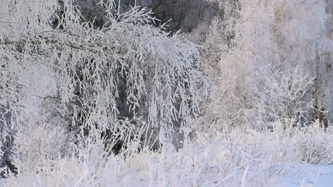 Birch Branches Covered with Hoarfrost Stock Footage 170551147