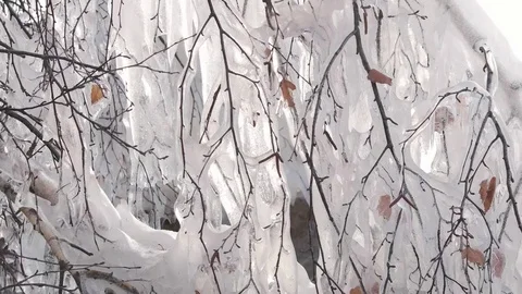 Birch branches covered with ice. Freezing Rain. Stock Footage 69227111