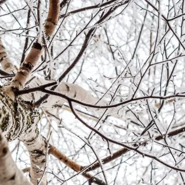 Birch branches covered with ice Stock Photos
