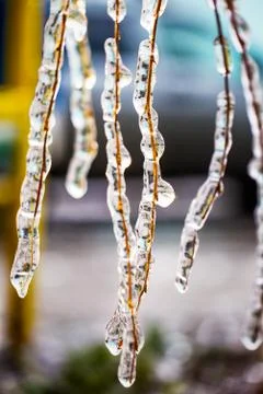Birch branches covered with ice Fotos de archivo
