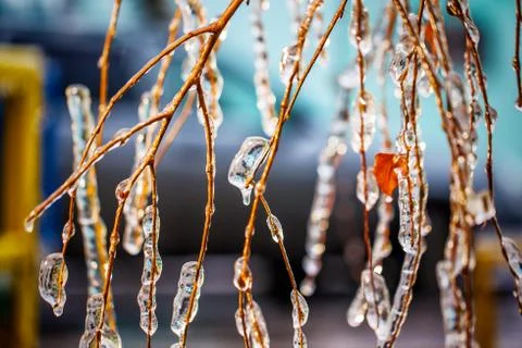 Birch branches covered with ice Stock Photos