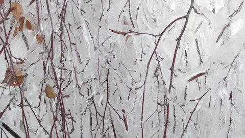 Birch branches covered with ice. Sliding along.Freezing Rain. Stock Footage 69226250