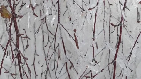 Birch branches covered with ice. Sliding away. Freezing Rain. Stock Footage 69226380