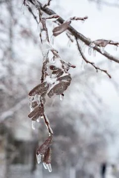 Birch branches covered with ice. tree completely covered with ice Stock Photos