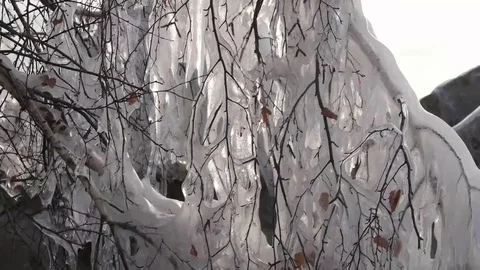 Birch branches covered with ice.Freezing Rain. Stock-Footage 69226466