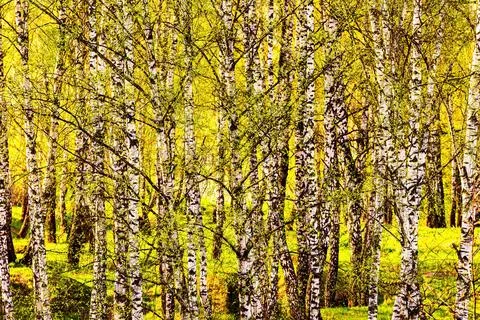 Birch branches covered with young bright foliage and illuminated by the sun.. Stock Photos