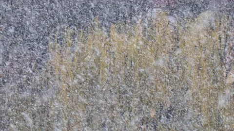 Birch branches during snow in blizzard. Snowstorm weather in winter Stock Footage 222962957