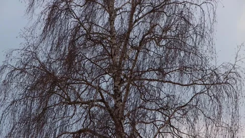 Birch branches in early spring with large catkins against a cloudy sky Stock Footage 242264647