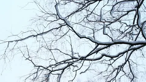 Birch branches Stock-Footage 19173444