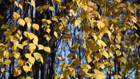 The birch branches Stock Footage 69770710