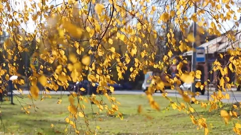 Birch branches Stock Footage 168314354