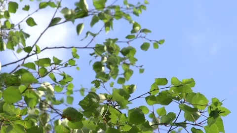 Birch branches Stock Footage 170056249