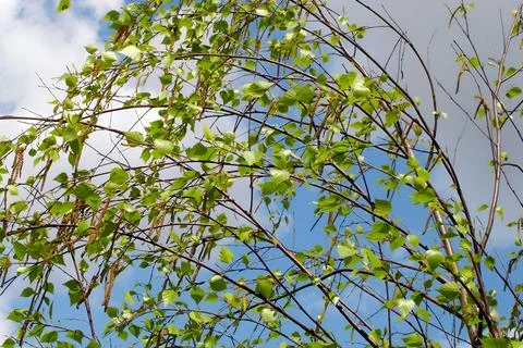 Birch branches in form of an arch with first tender-green leaves on sunny s.. Stock Photos