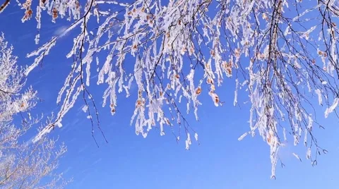 Birch branches frost. Stock Footage 47688827