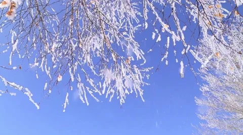 Birch branches frost. Stock Footage 47688828