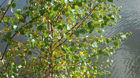 Birch branches with green leaves on a background of water Stock Footage 162340339