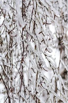 Birch branches in the  ice Stock Photos