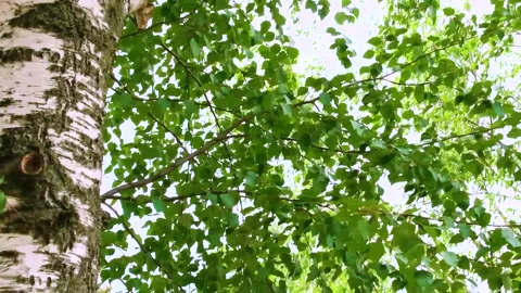 Birch branches with leaves swaying in the wind Stock Footage 241746416