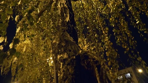 Birch branches in light of street lamp Stock Footage 99309501