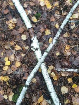 Birch branches lying in a crisscross pattern on the forest floor covered wi.. Stock Photos