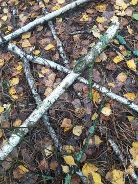 Birch branches lying in a crisscross pattern on the forest floor covered wi.. Foto stock