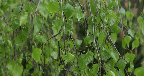 Birch branches move in the wind Stock Footage 108710523