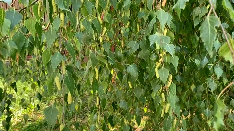 Birch branches move in the wind. Stock Footage 229918301